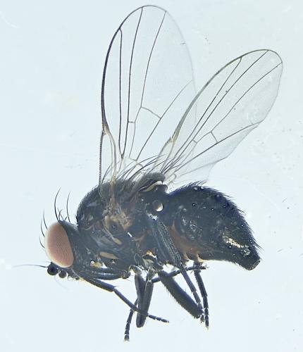 Réf. 300 406 : Hexomyza simplicoides